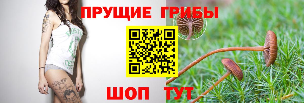 Псилоцибиновые грибы MAGIC MUSHROOMS  Вход с VPN  Кстово 